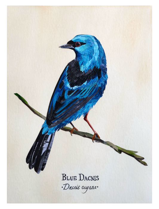 Blue Dacnis *Orignial*