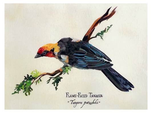 Flame-Faced Tanager *Original*