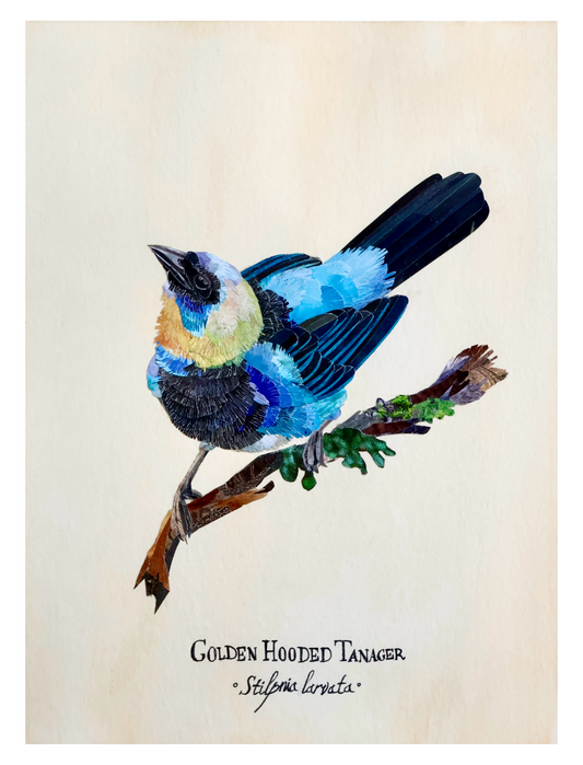 Golden-Hooded Tanager *Original*