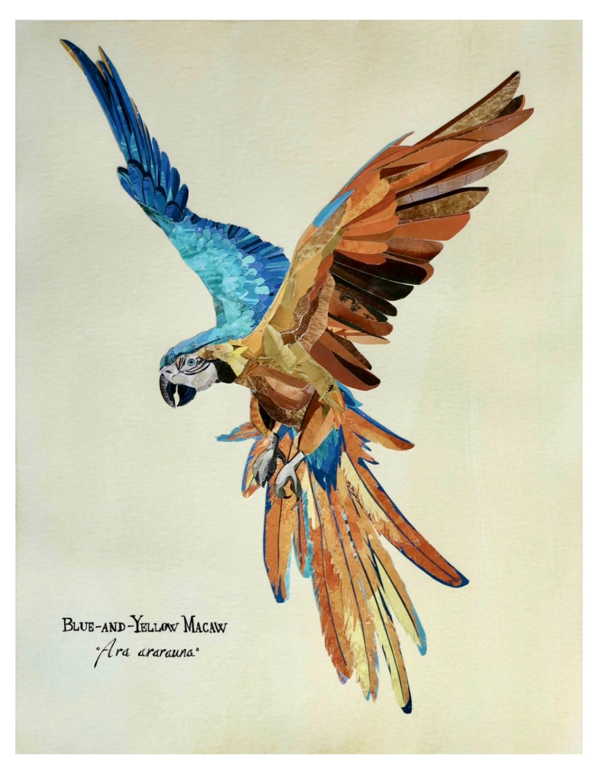 Blue-and-Yellow Macaw *Original*