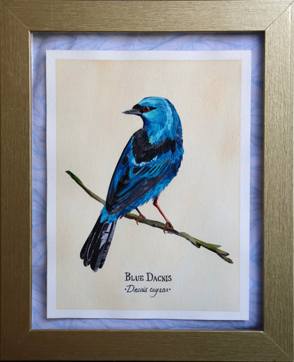 Blue Dacnis *Orignial*