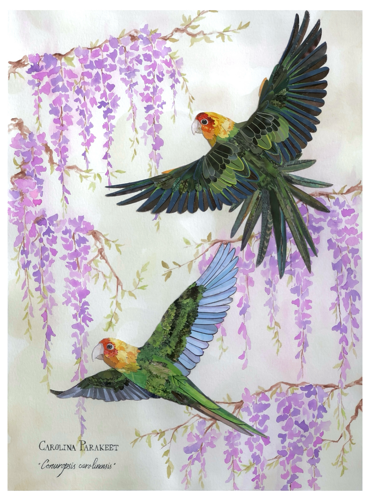 Carolina Parakeet Pair and Wisteria -Print-