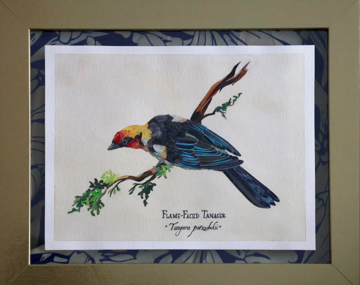 Flame-Faced Tanager *Original*