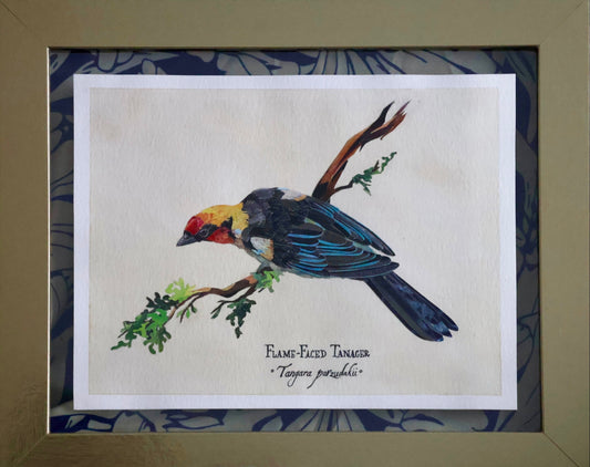 Flame-Faced Tanager *Original*