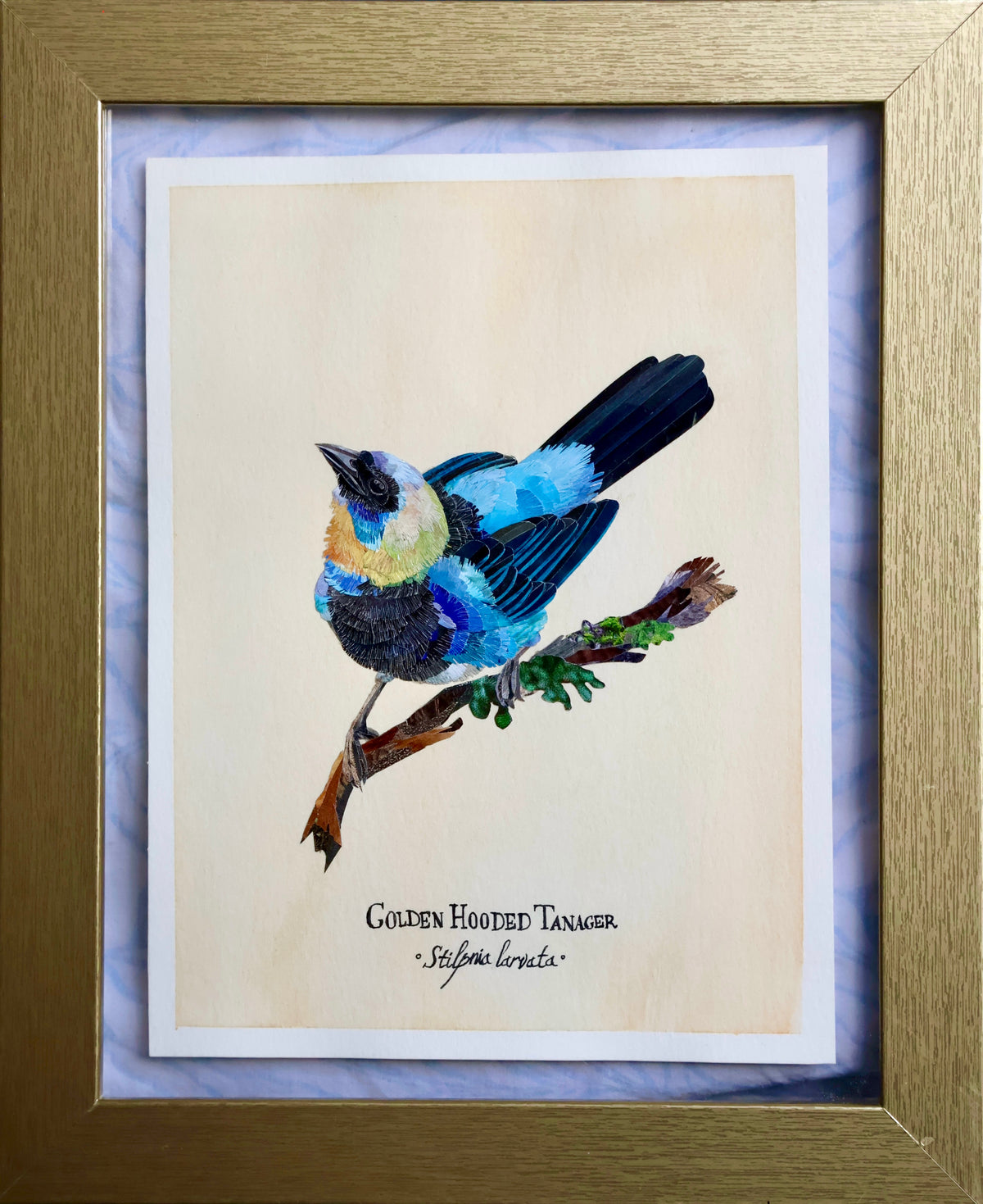 Golden-Hooded Tanager *Original*