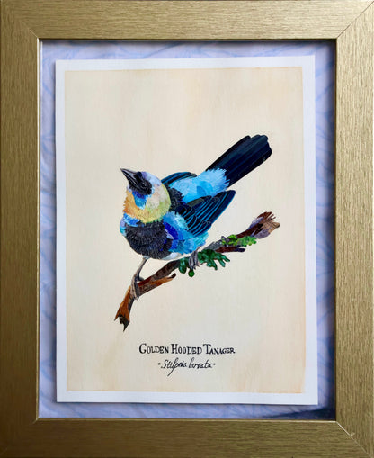 Golden-Hooded Tanager *Original*