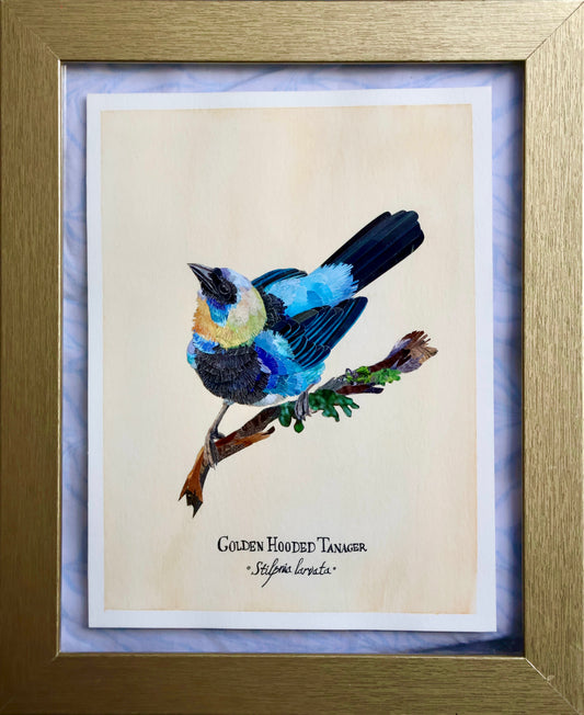 Golden-Hooded Tanager *Original*