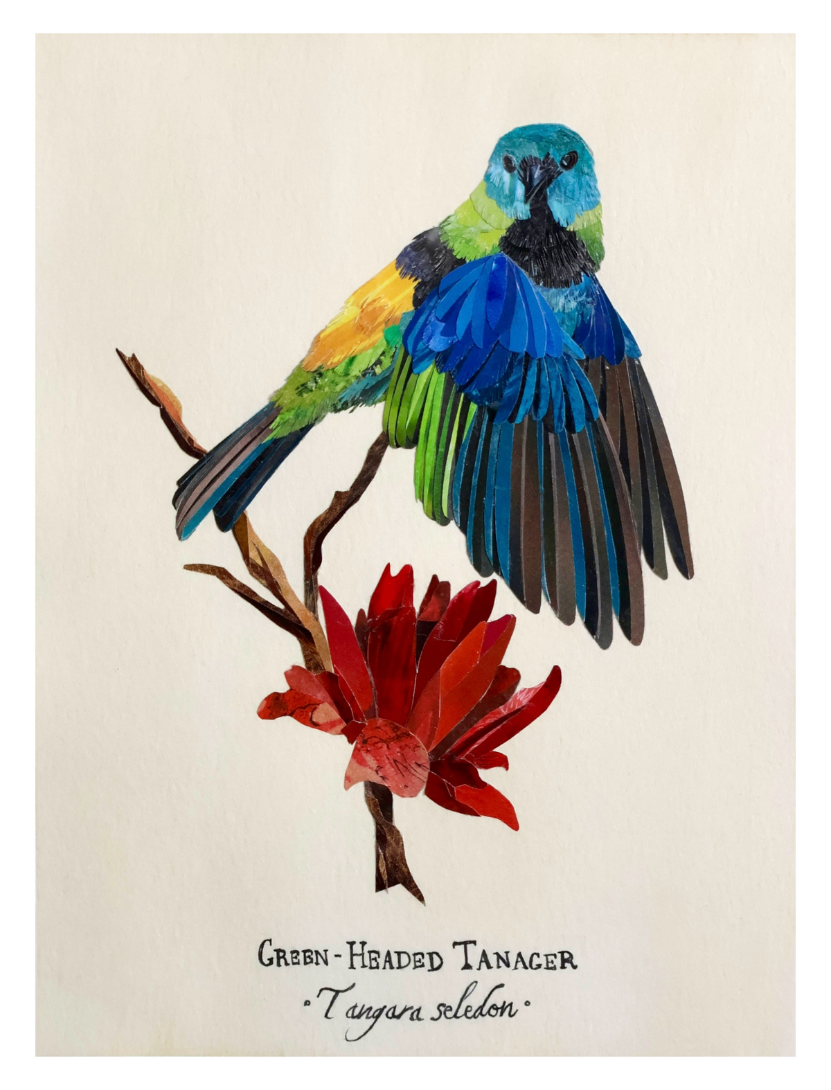 Green-Headed Tanager -Print-