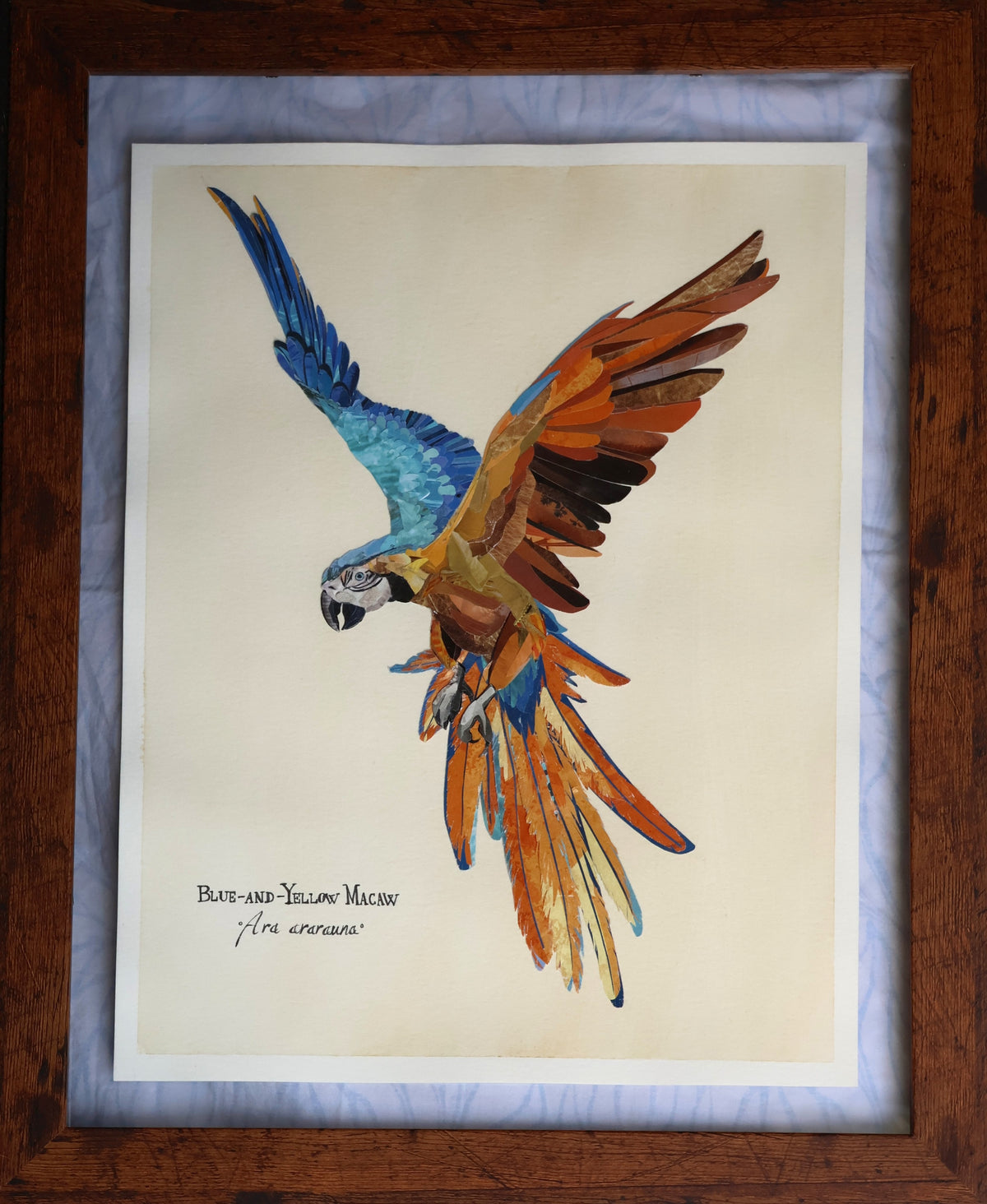 Blue-and-Yellow Macaw *Original*