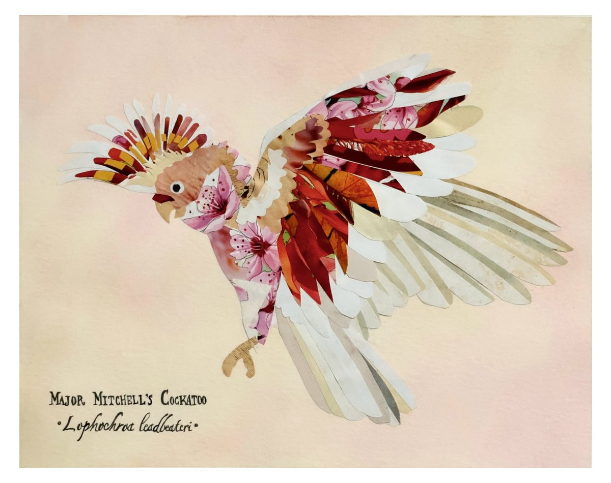 Major Mitchell's Cockatoo -Print-