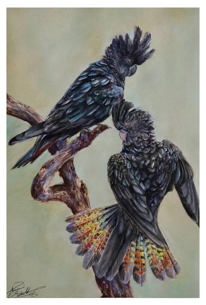 Pair of the Red-Tailed Black Cockatoo -Print-