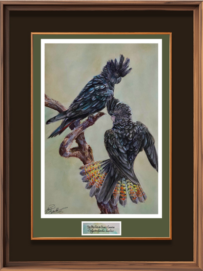 Pair of the Red-Tailed Black Cockatoo -Print-