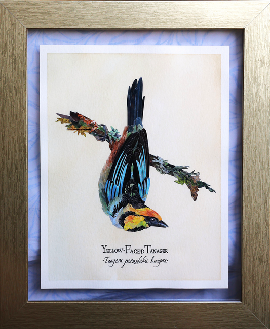 Yellow-Faced Tanager *Original*