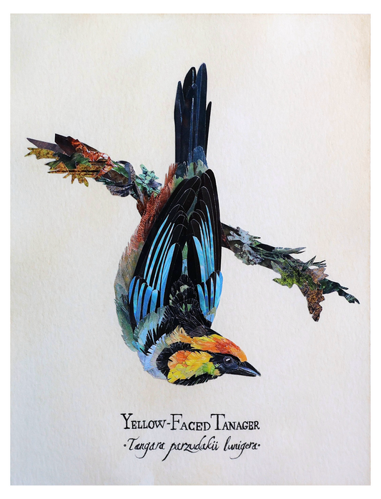 Yellow-Faced Tanager *Original*